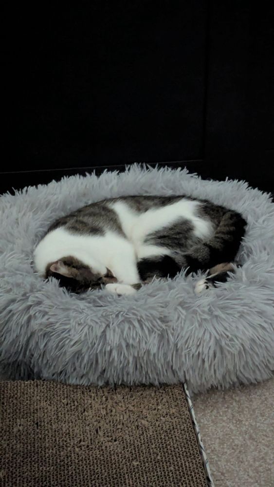 Lil cat sleeping on a fluffy bed