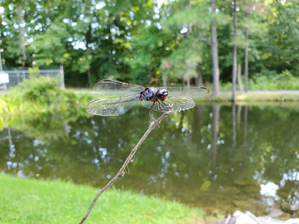 gray-blue dragonfly perched on the tip of a twig, background: a wooded residential pond
