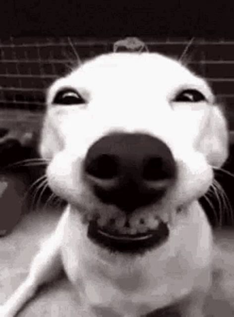 a black and white photo of a smiling dog with its mouth open .