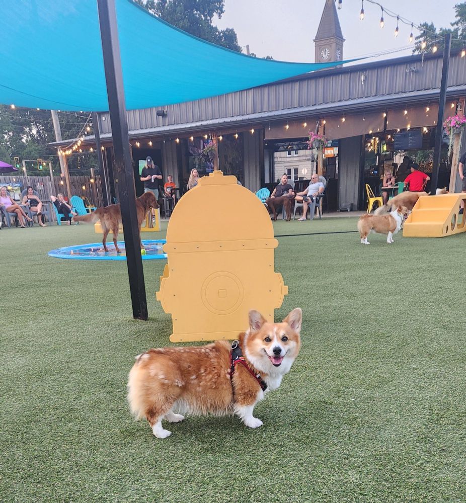 A cute corgi standing in front of a giant hydrant with other dogs and people in the background 