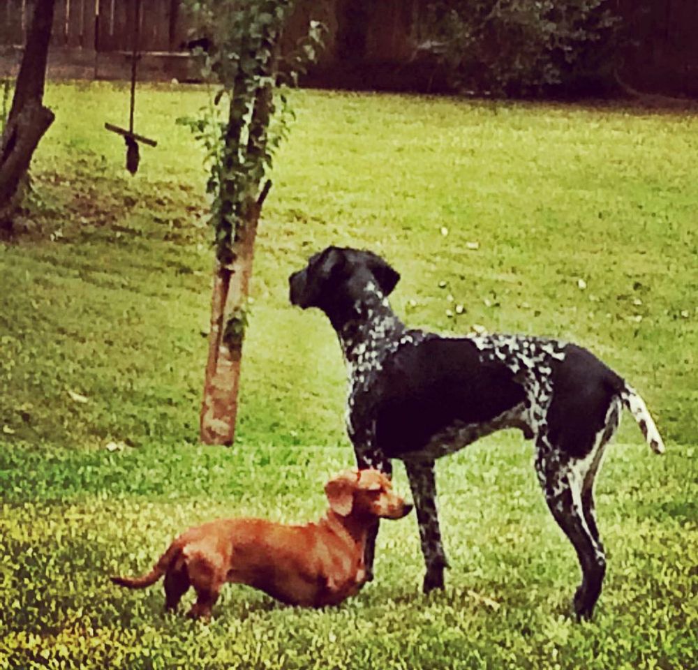 Photo of red shorthaired female dachshund and black and white male German Shorthaired Pointer 