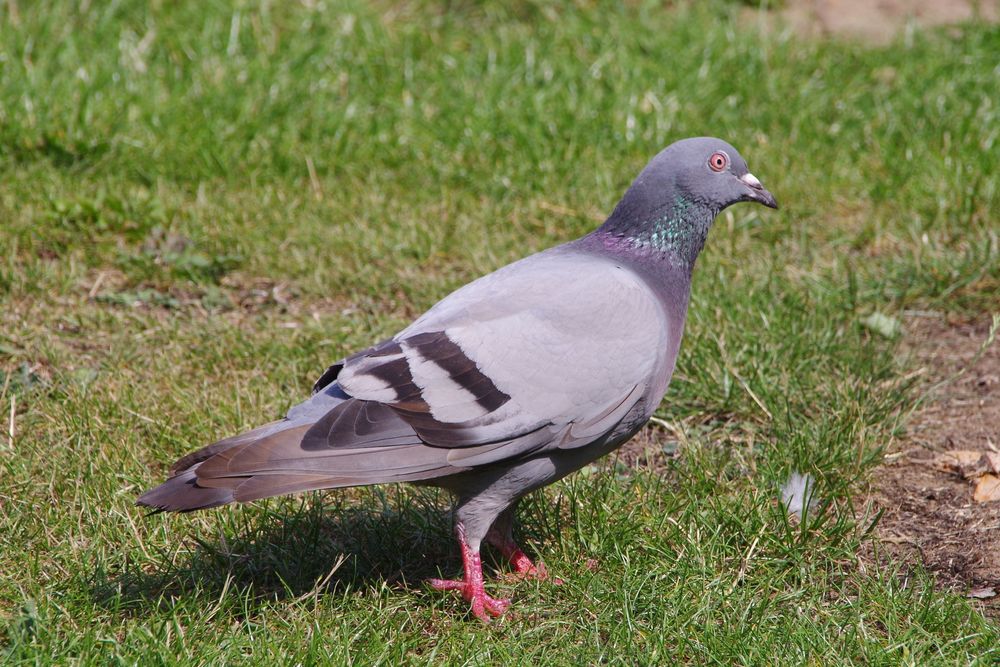 pigeon!!