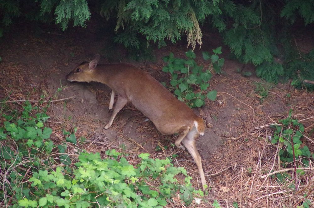 tiny muntjac deer