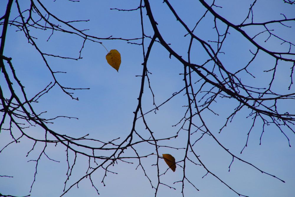 two yellow-brown leaves clinging to almost-bare branches, blue sky