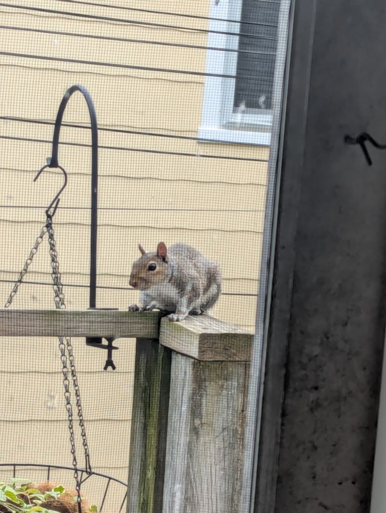 Image shows a curious squirrel perched on a handrail outside the apartment during one of Silas' brief trips indoors between repotting.