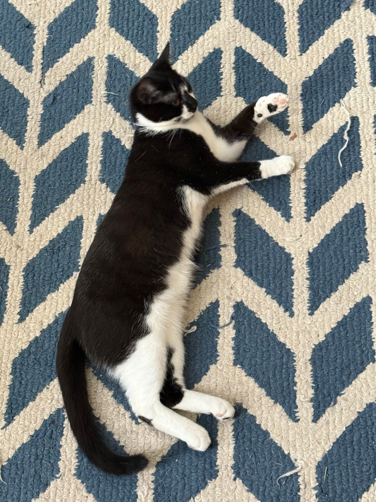 Black and white kitten laying stretched out on the floor