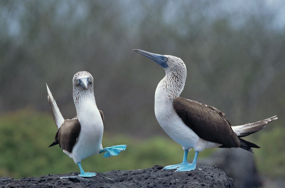 A pair of blue-footed boobies standing on a long