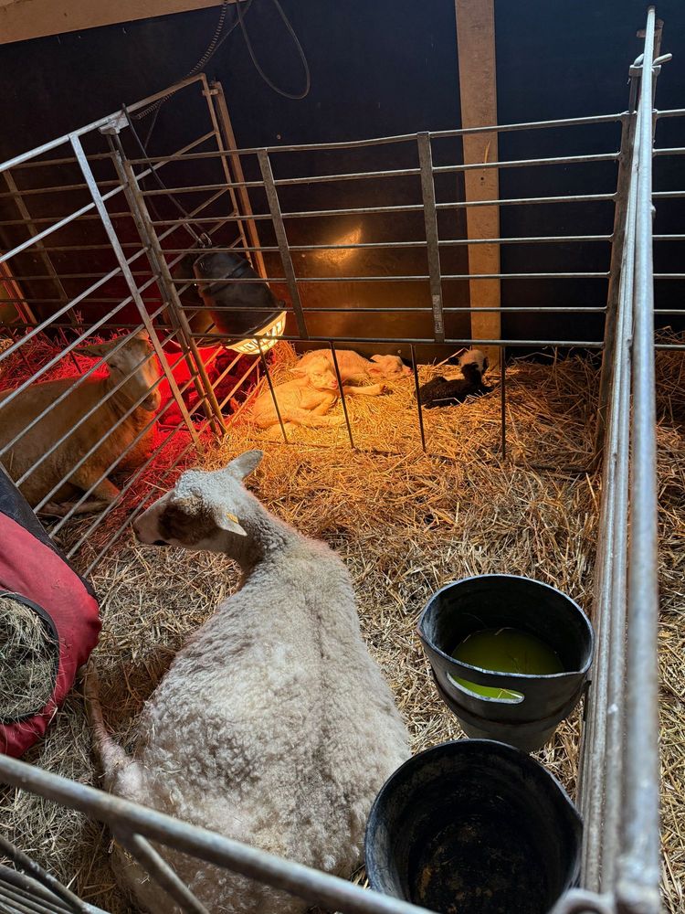 A white Finn ewe lays on a bed of straw in her nursery pen. Two buckets hang from the rails on the right and a bag of hay hangs from the rails on the left. In the rear of the pen are three lambs, lying under a warming lamp. The two on the left are white, and the one on the right is mostly black with a white head. That one is a little peanut - barely 3 pounds!