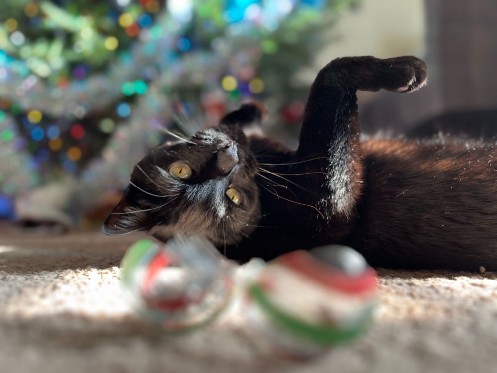 A very naughty house panther lying on his back with his front legs in the air, pretending to be all cute and innocent after having wrought utter destruction. In the foreground is a broken Christmas ornament out of focus, and in the background a blurry Christmas tree featuring displaced garland. There are myriad ornaments laying on the carpet behind the kitty, thankfully those ones are still intact. The War on Christmas is real, y'all.