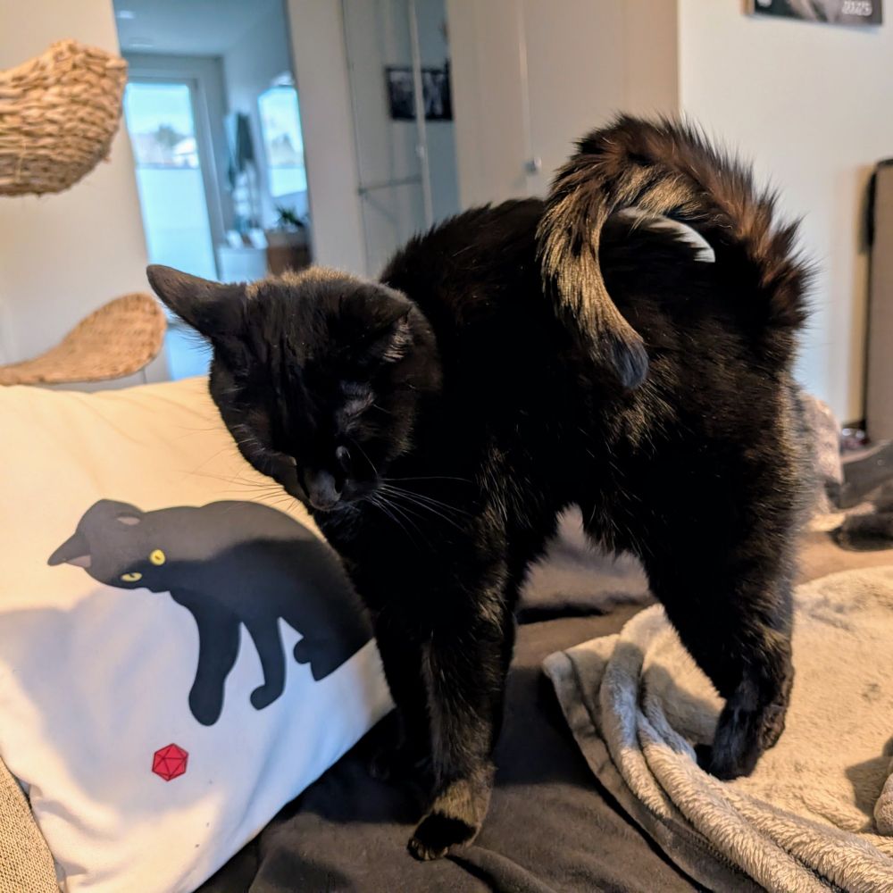 A black cat stretching and bending their tail in a funny way next to a cushion decorated with a black cat