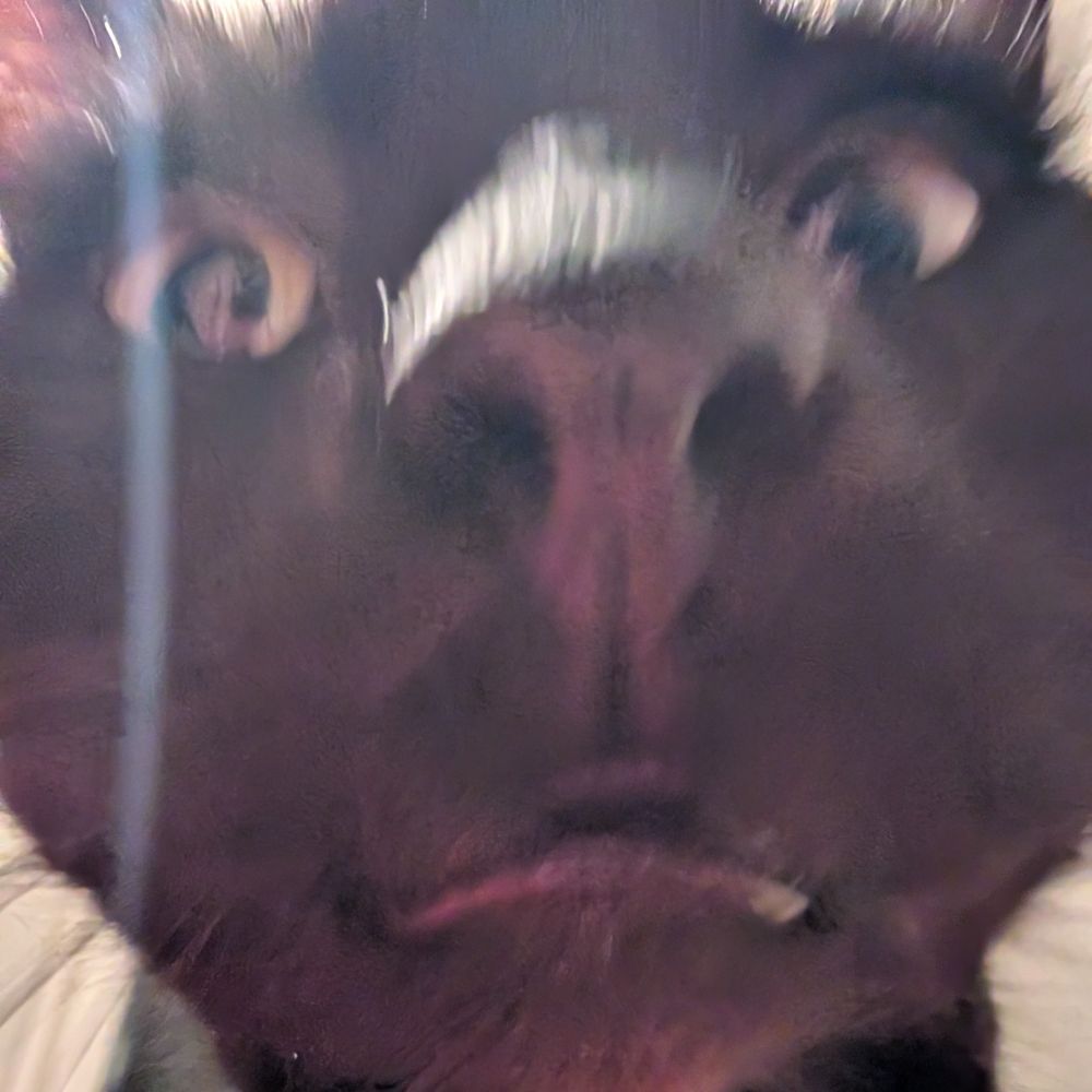 Close-up of a black cat's silly face
