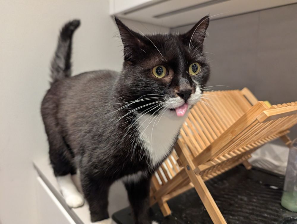 A very derpy looking tuxedo cat on a kitchen counter