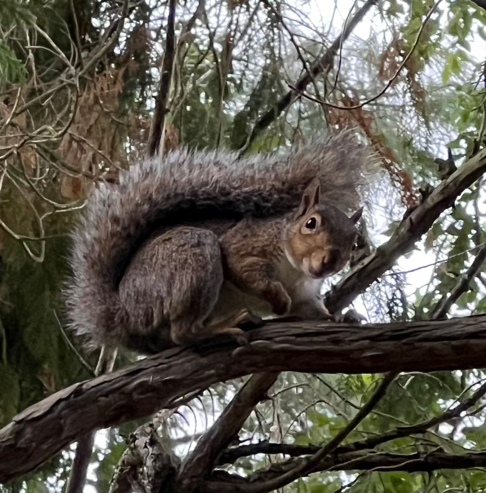 Dublin squirrel with impressively bushy tail, pausing to say hello