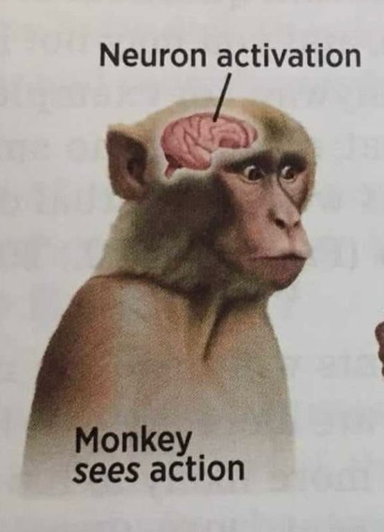 science textbook diagram, "monkey sees action, neuron activation"