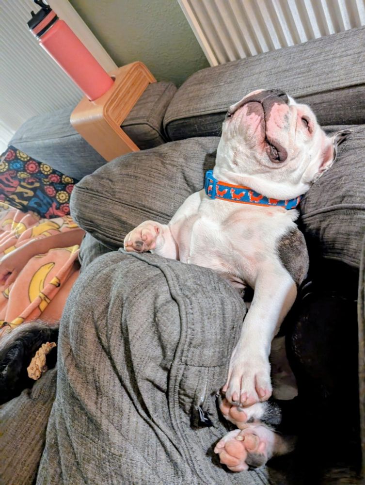 Bruno the bulldog sleeping on his back 