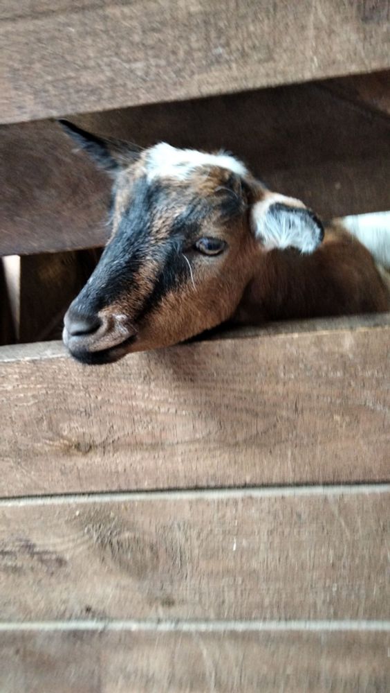 Фото сумного козеняти