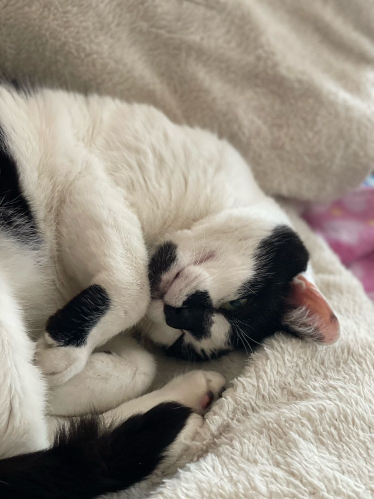 Finn
