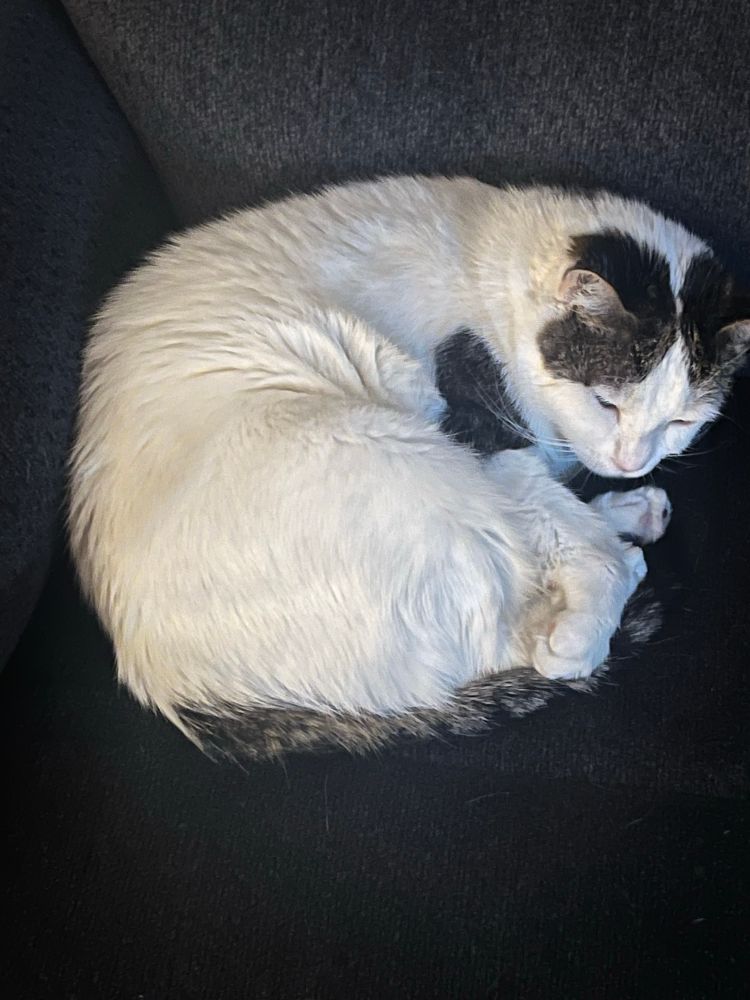 Cat that I am allergic to