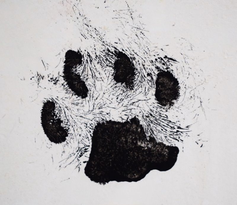 Print of my cat's paw, made by him, as he walked first through my inked plate and then onto card....
