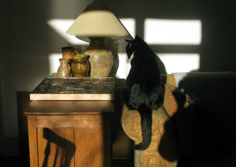 A big black and white cat, mostly black, staring at a wall, a group of objects and possibly the sunlight.
He has his back to us, and his tail is hanging, then curled around the arm of the sofa. A wooden chair is shadowed on the chest. There is a block of wooden typeface, and rustic pots soon the chest. Shadow of the photographer and window surround him. Contrasts dart about the picture. 