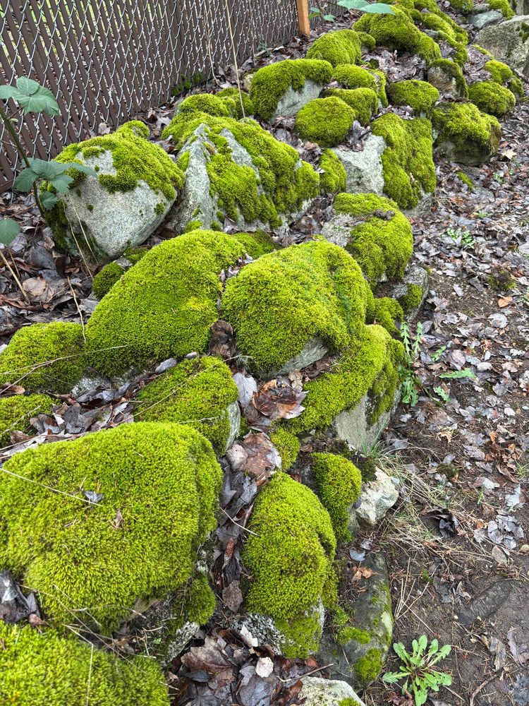 Photo of a retaining wall composed of round stones covered in green velvety moss. 