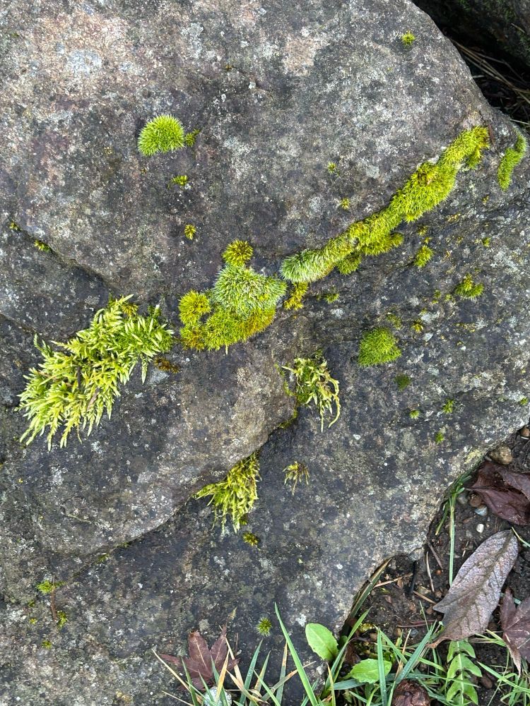 Photo of bright green moss tufts on a dark grey rock with tiny specks of lichen. 