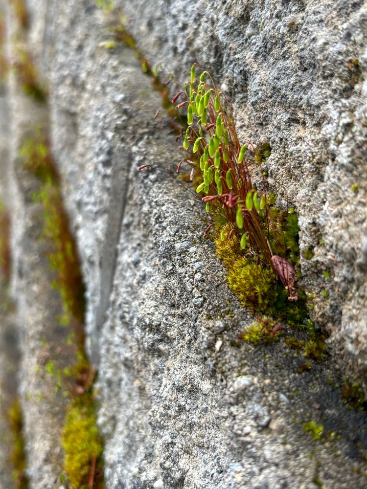 Photo of green tufts of moss on the ledges ofgrey retaining wall blocks
