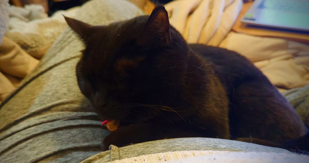 Closeup of a black shorthair cat with a glossy coat, on background of light fabrics. The cat's face is entirely in shadow, her eyes shut. A copper tag peeks out from under her chin.