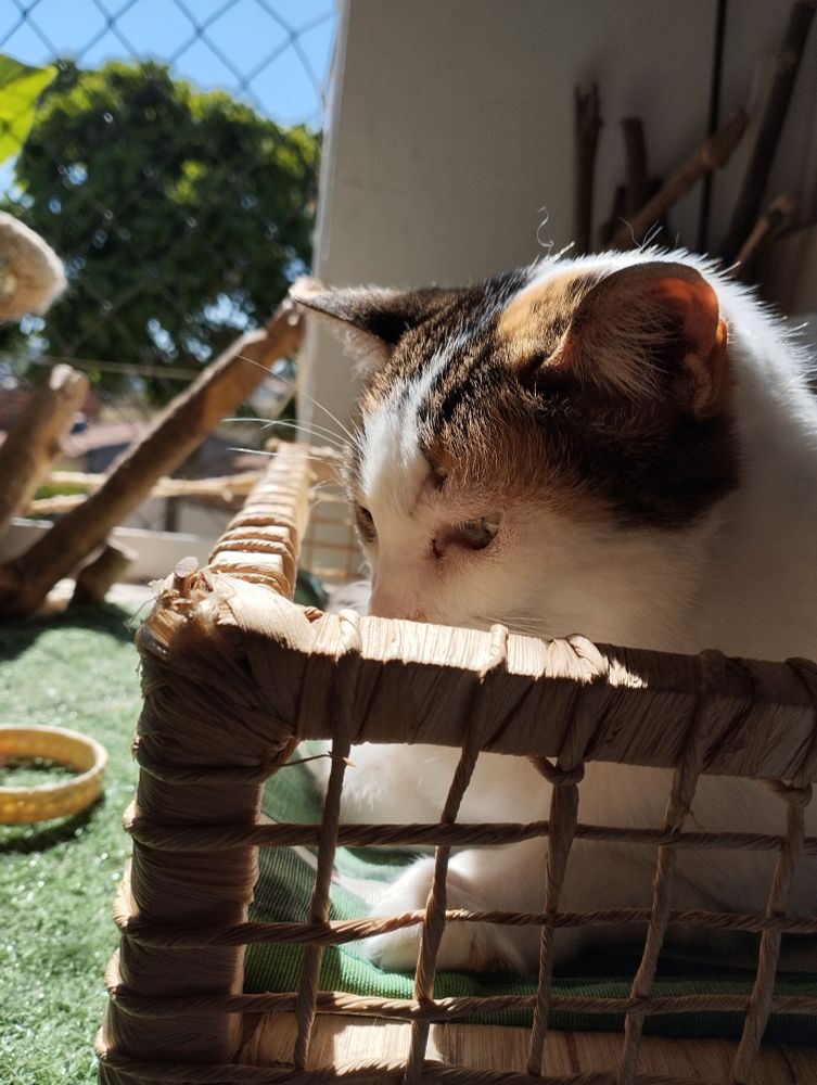 Foto. Gata tricolor olhando de soslaio dentro de uma caixinha de palha. A luz do sol dourado incide sobre ela, deixando tudo meio alaranjado. 