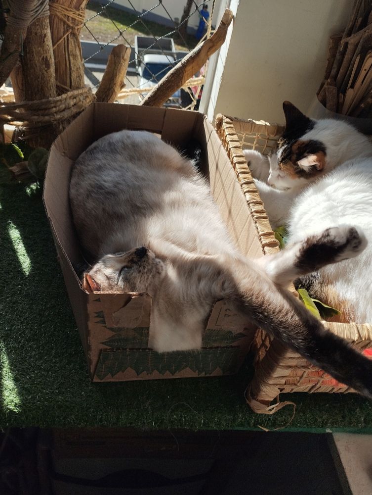 Ambas as gatas dormindo, Mimo (gata manchada) deitada na caixa de papel com as patas superiores de fora e Nina (gata tricolor) deitada de forma mais confortável. Ambas estão pegando sol pela janela. 