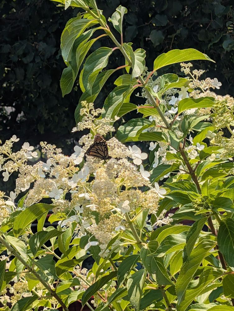 A flowering plant has white flowers. Perched on one is a monarch butterfly