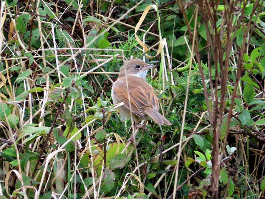Common Whitethroat