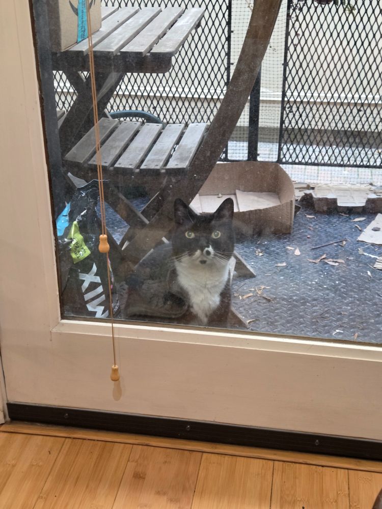 A black and white tuxedo cat sitting on a balcony looking at his owner, who is eating tinned mackerel inside. 