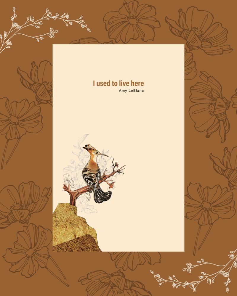 A book cover with a Hoopoe bird in front of a brown floral background. Text: I used to live here, Amy LeBlanc 