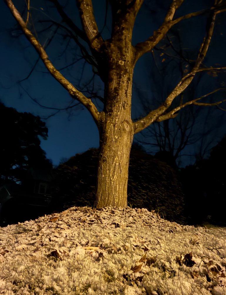 tree tall and stoic, blanketed in the afterglow of an unseasonal snow