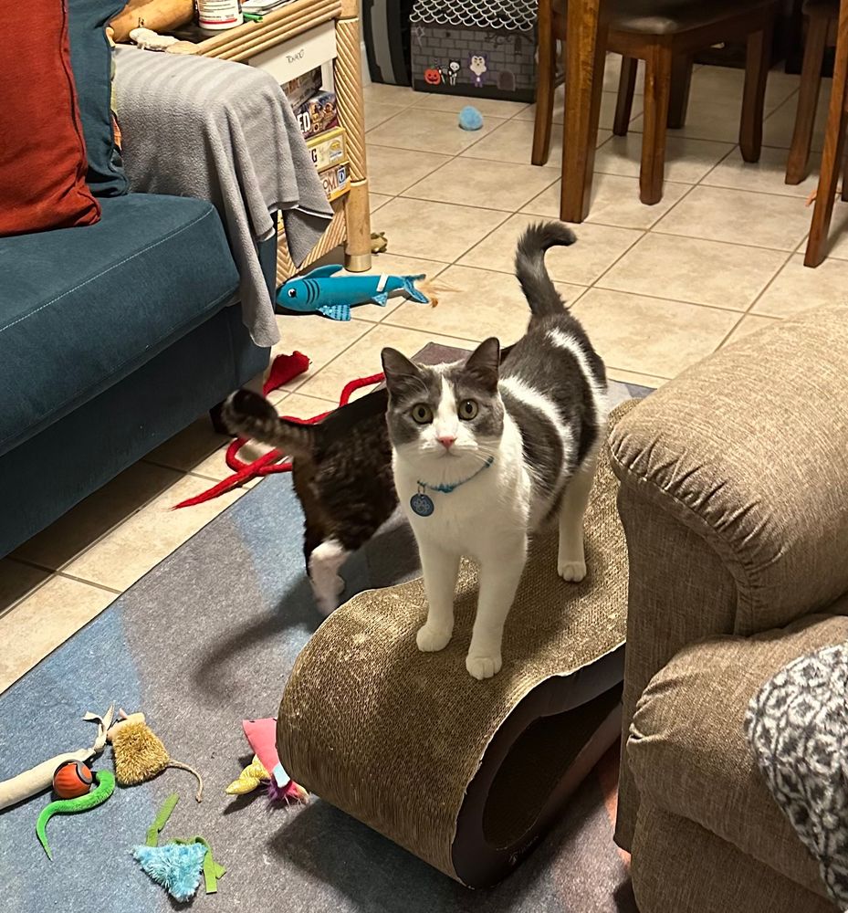 Echo is standing on the living room scratcher looking up at human in disbelief. Gus is trotting away to take her annoyance out on a different scratcher 