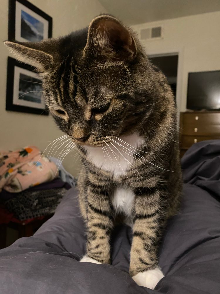 Gus is sitting on a pillow on the bed. His head is tilted down. He looks apologetic 