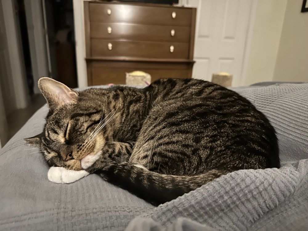 Gus is curled up at the foot of the bed. He looks super sweet with his heat resting on his white front paws and his tail tucked around him. He is sound asleep 