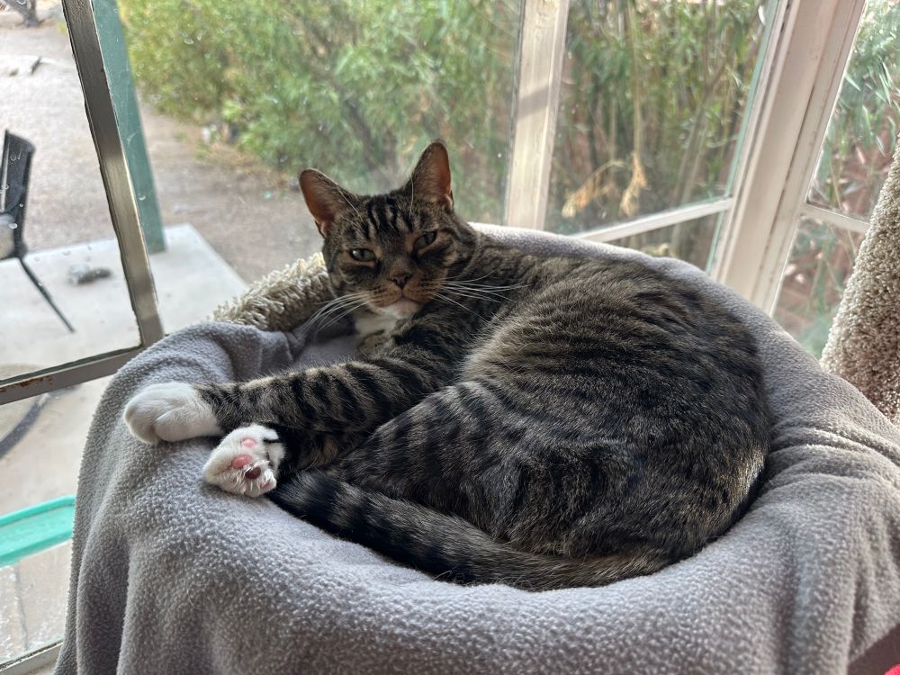 Gus is laying in the cat tree bed. He is looking annoyed as he lifts his head toward the camera 