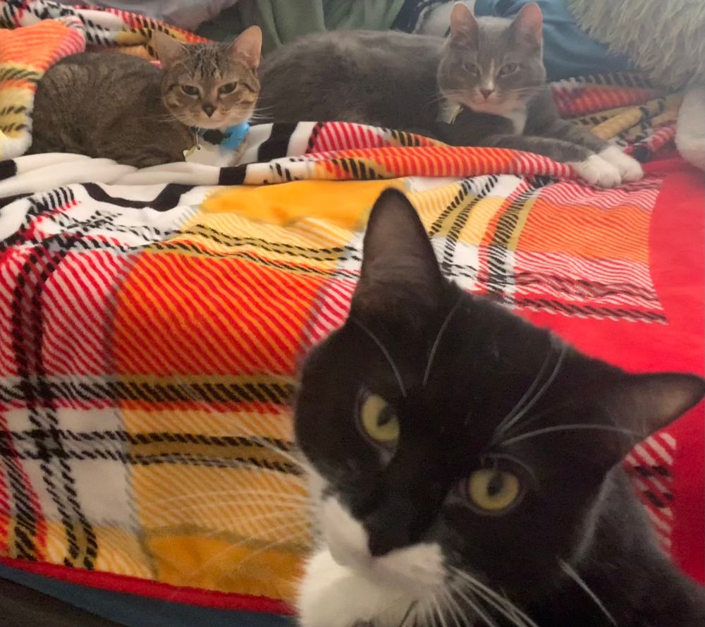 All three of my cats looking at the camera! My tuxedo kitten is closest and you can see her long whiskers. In the background, a striped kitty and a grey tuxedo are laying down on a red blanket, looking at the camera. 