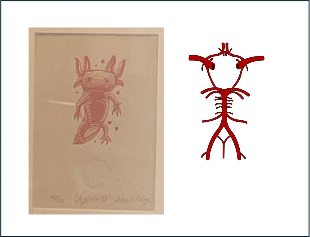 ON the left, a sketch of an axolotl in red pencil. On the right, an anatomical diagram of the Circle of Willis (a set of blood vessels providing primary blood supply to the brain).