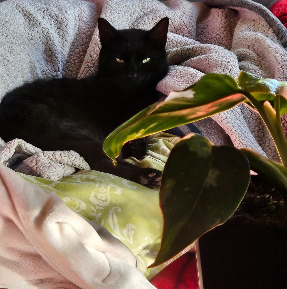 George Snow, former stray cat. 
A black cat, with specks of white chest fur, and deep green eyes, George lives his best lakeside life in New Brunswick, Canada. 

~jcs🇨🇦