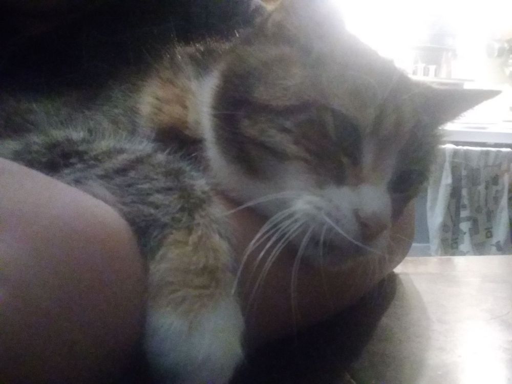 Close up photo of a tabby cat in someone's arms