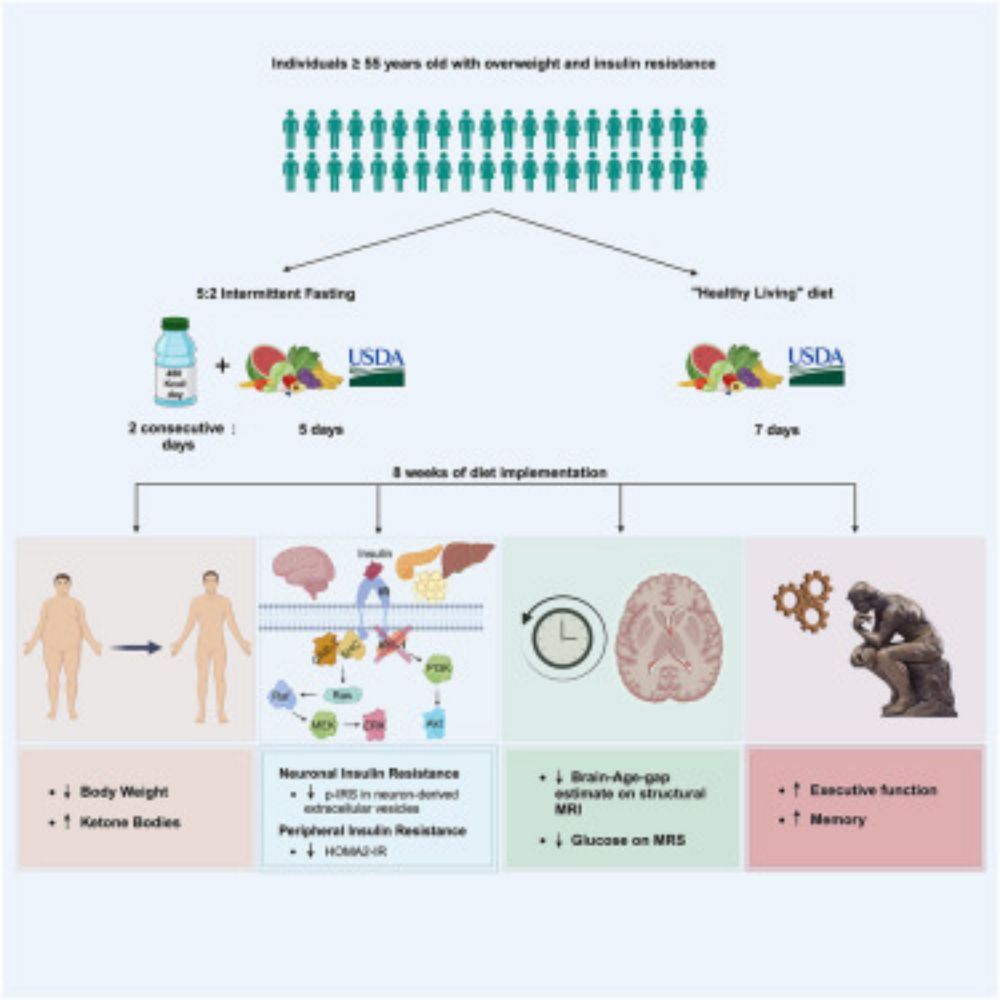 Brain responses to intermittent fasting and the healthy living diet in older adults