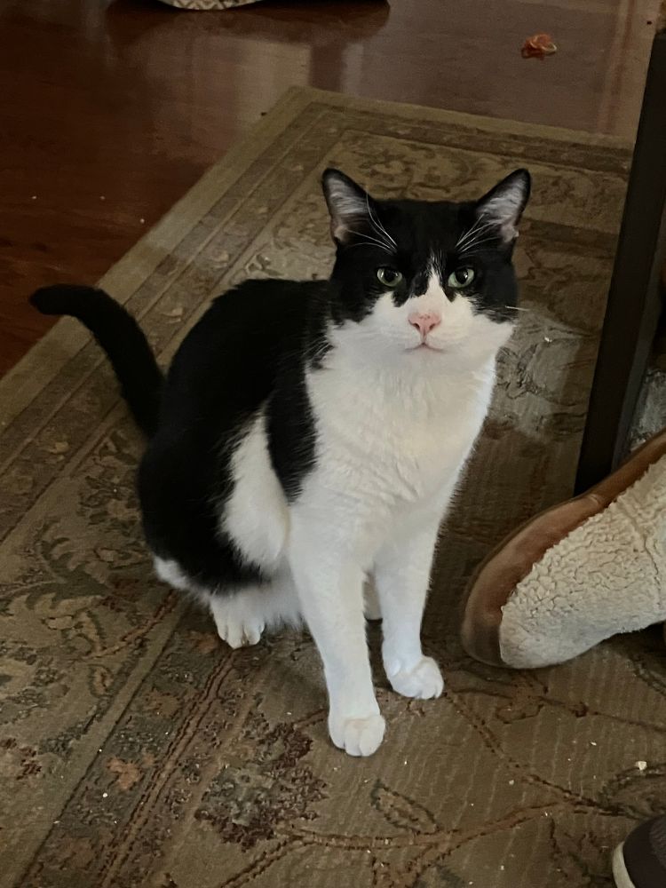 My cat Referee, a handsome tuxedo boy. Apologies for neglecting the vacuuming. 