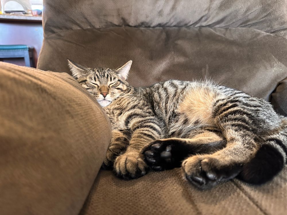 Tabby cat named Kurtis, napping on brown recliner.