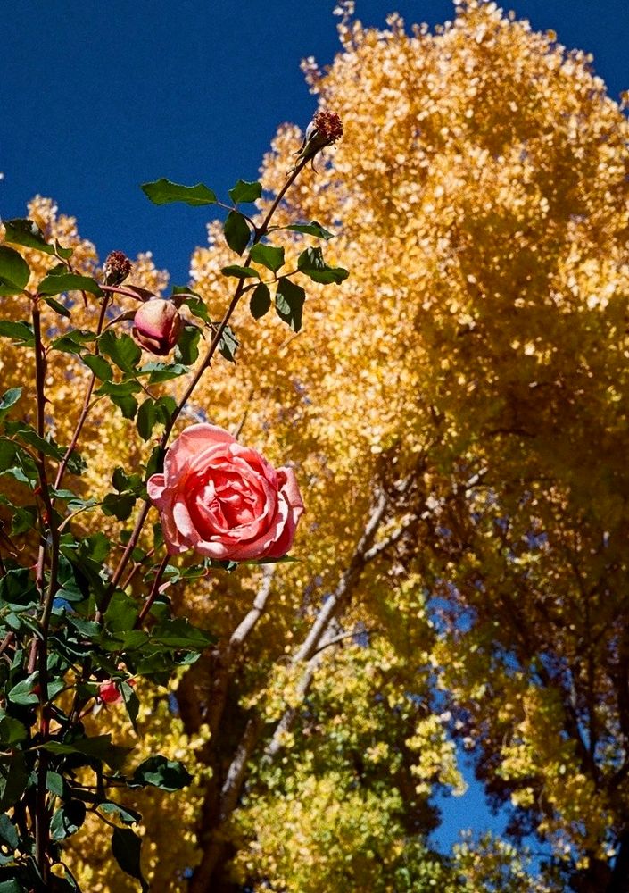 Pink rose blossom on its last legs in front of a yellowing cottonwood tree
