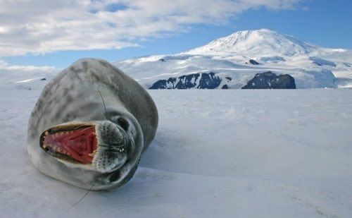 SEAL FUCKING SCREAMING