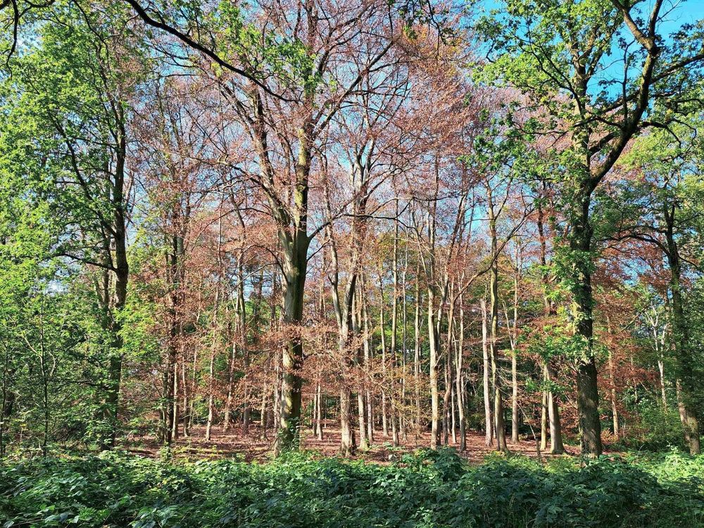 Beukenbos met verdorde bladeren doordat de bomen langdurig hoge grondwaterstand hebben meegemaakt in het groeiseizoen. Op de voorgrond eiken met groen blad.