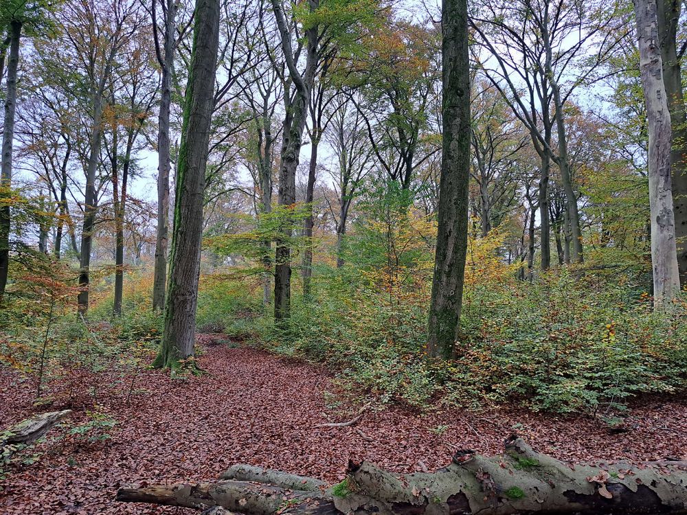 Beukenbos Munnichsbos